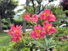 赤いお花