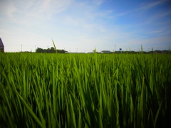 田んぼ
