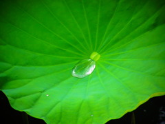 雨上がり