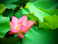 蓮の花