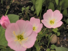 庭のお花