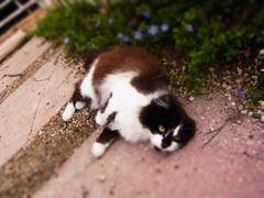 にゃにゃにゃ。