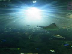 水族館