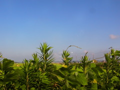 夏の草