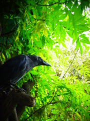 カラスも雨宿り