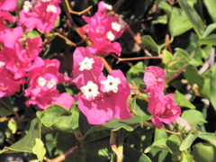ハワイの花
