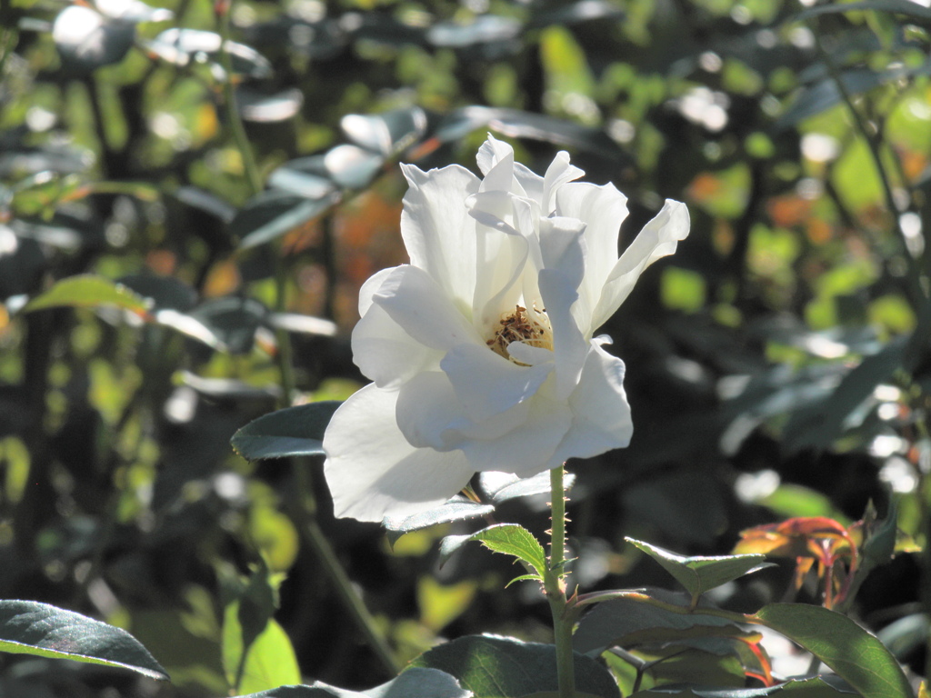 薔薇