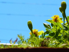 おかんの花