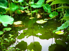 Pond