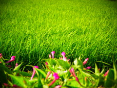 花とたんぼ