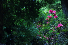 Rhododendron