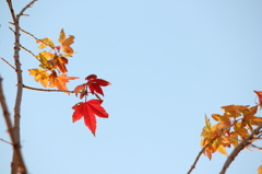 Red leaves