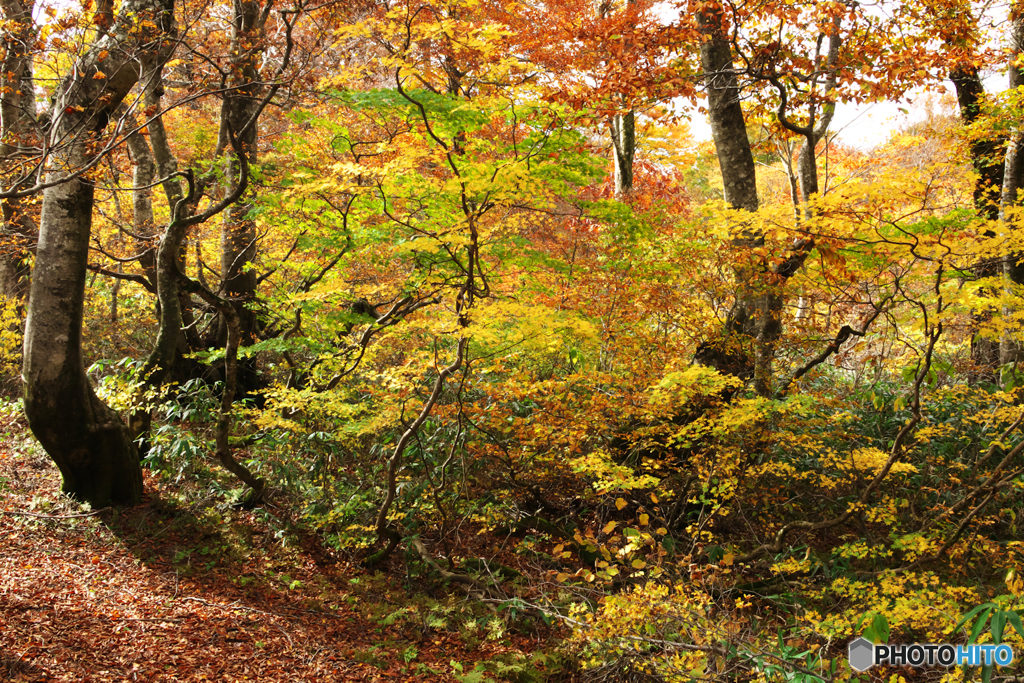 秋の森を歩くⅡ