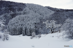 里山の冬模様