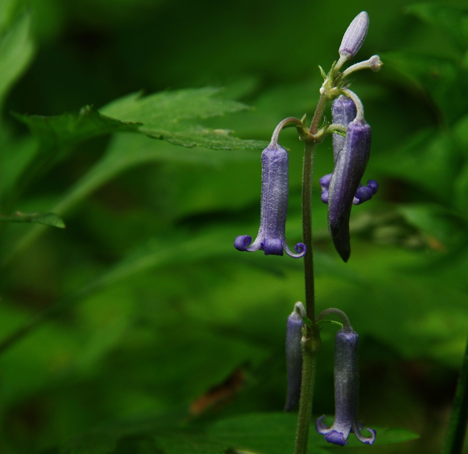 虎毛山登山・花Ⅴ