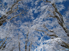 見上げた霧氷