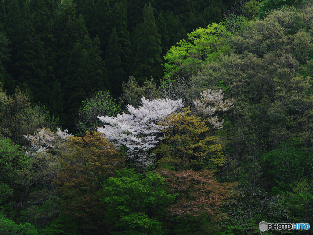 百宅の春