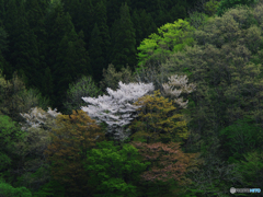 百宅の春