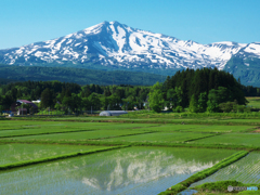 田映