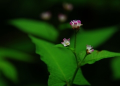 虎毛山登山・花Ⅳ