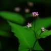 虎毛山登山・花Ⅳ