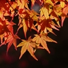 千秋公園・紅葉2014Ⅶ