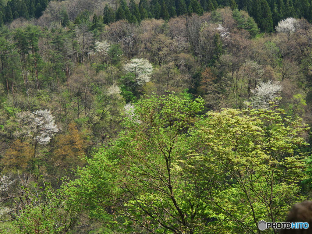 笑い始めた山