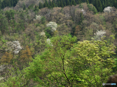 笑い始めた山