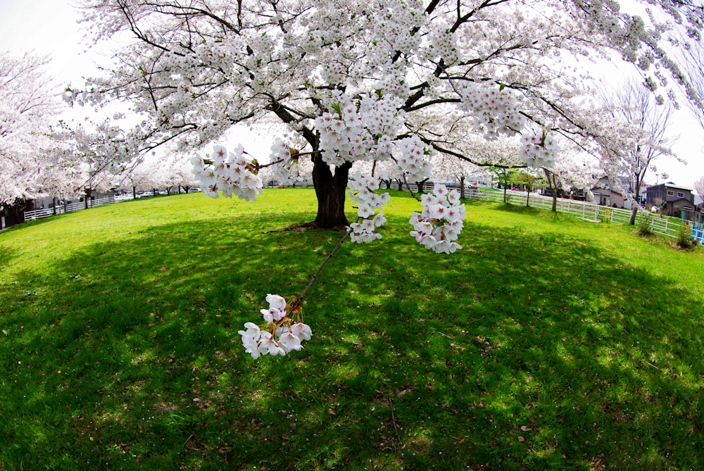 2012桜-18