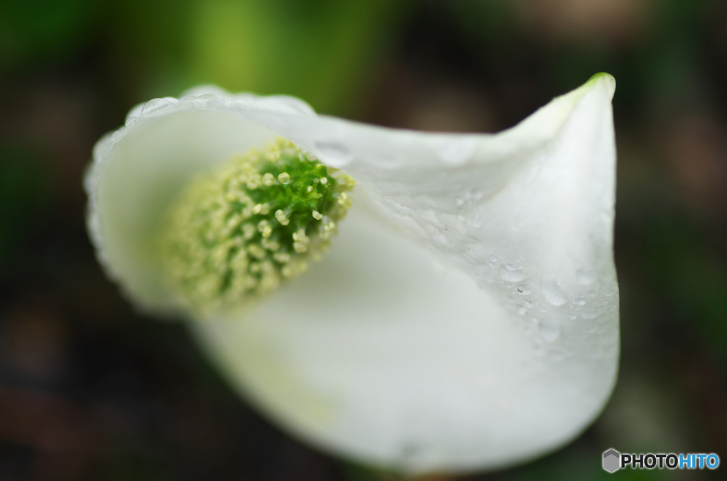 水芭蕉Ⅱ