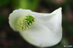 水芭蕉Ⅱ