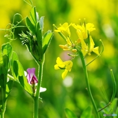 五月花Ⅳ