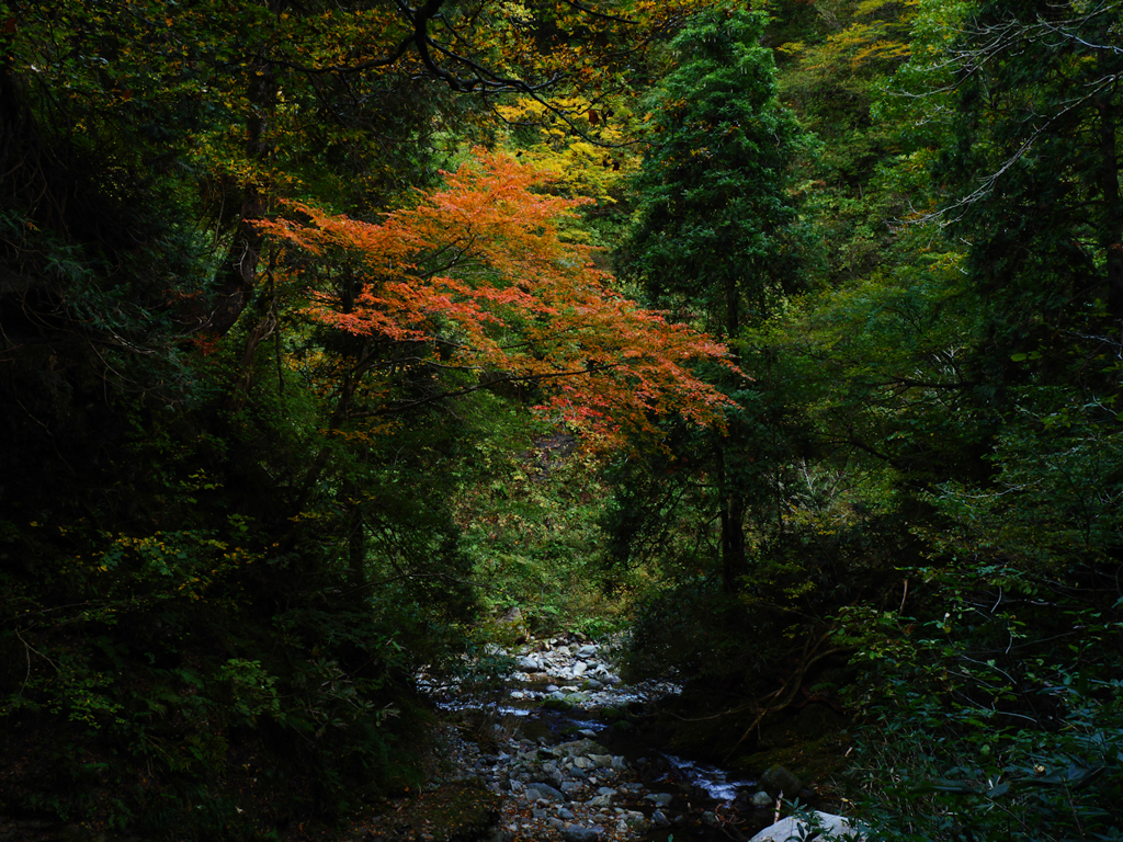 渓陰紅葉