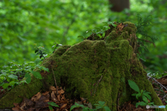 苔株