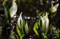 水芭蕉Ⅳ