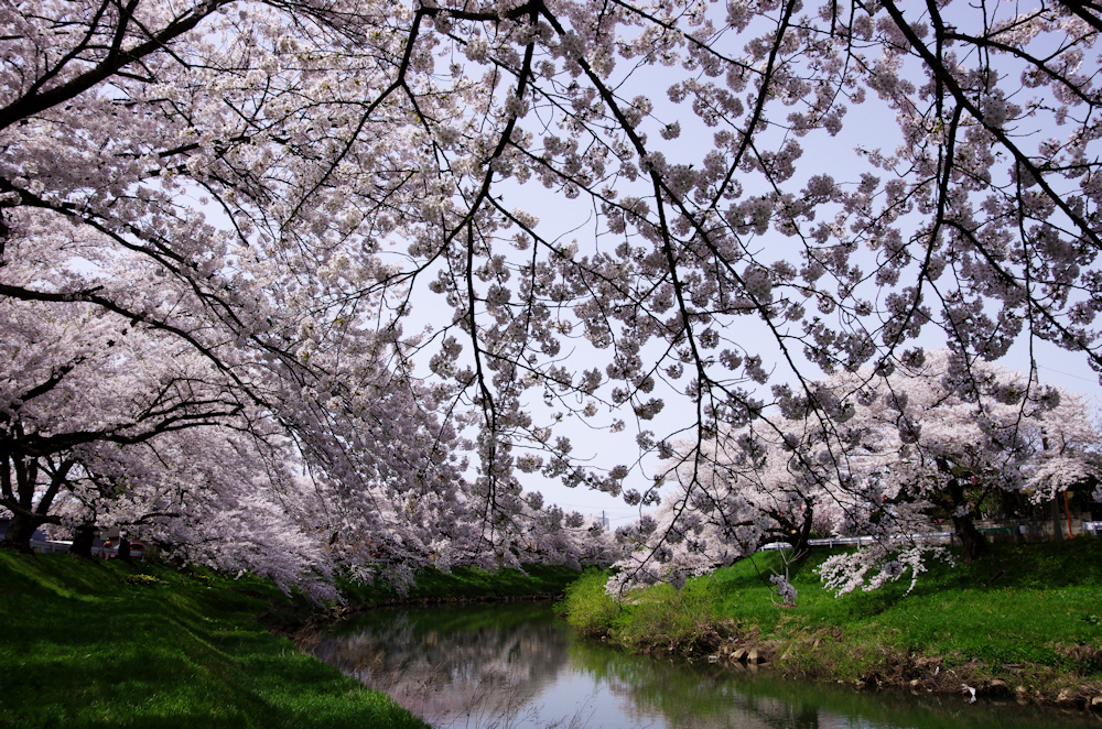 2012桜-12