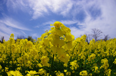 2011菜の花b