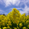 2011菜の花b