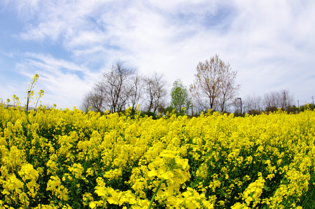 2011菜の花a