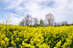 2011菜の花a