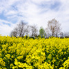 2011菜の花a