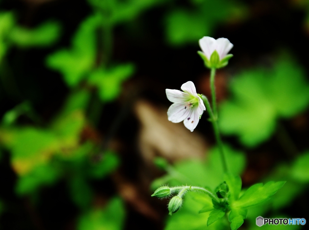 花秋Ⅳ