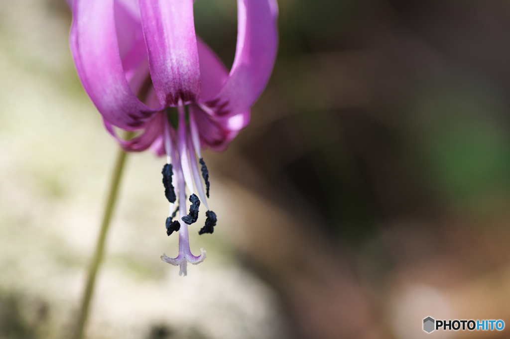 線香花火