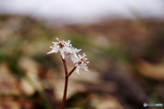 山春花Ⅲ