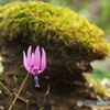 苔株と