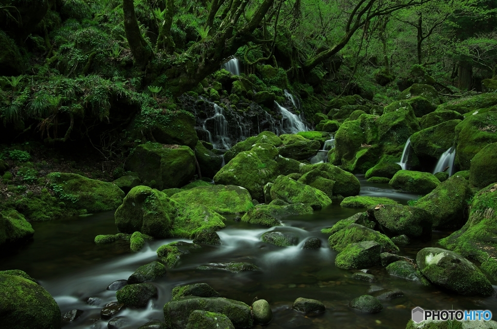 清水の森