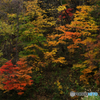 里山紅葉Ⅱ