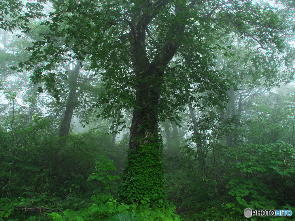 霧樹