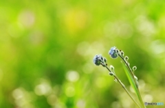 五月花Ⅱ