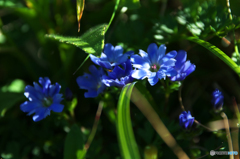 深山竜胆